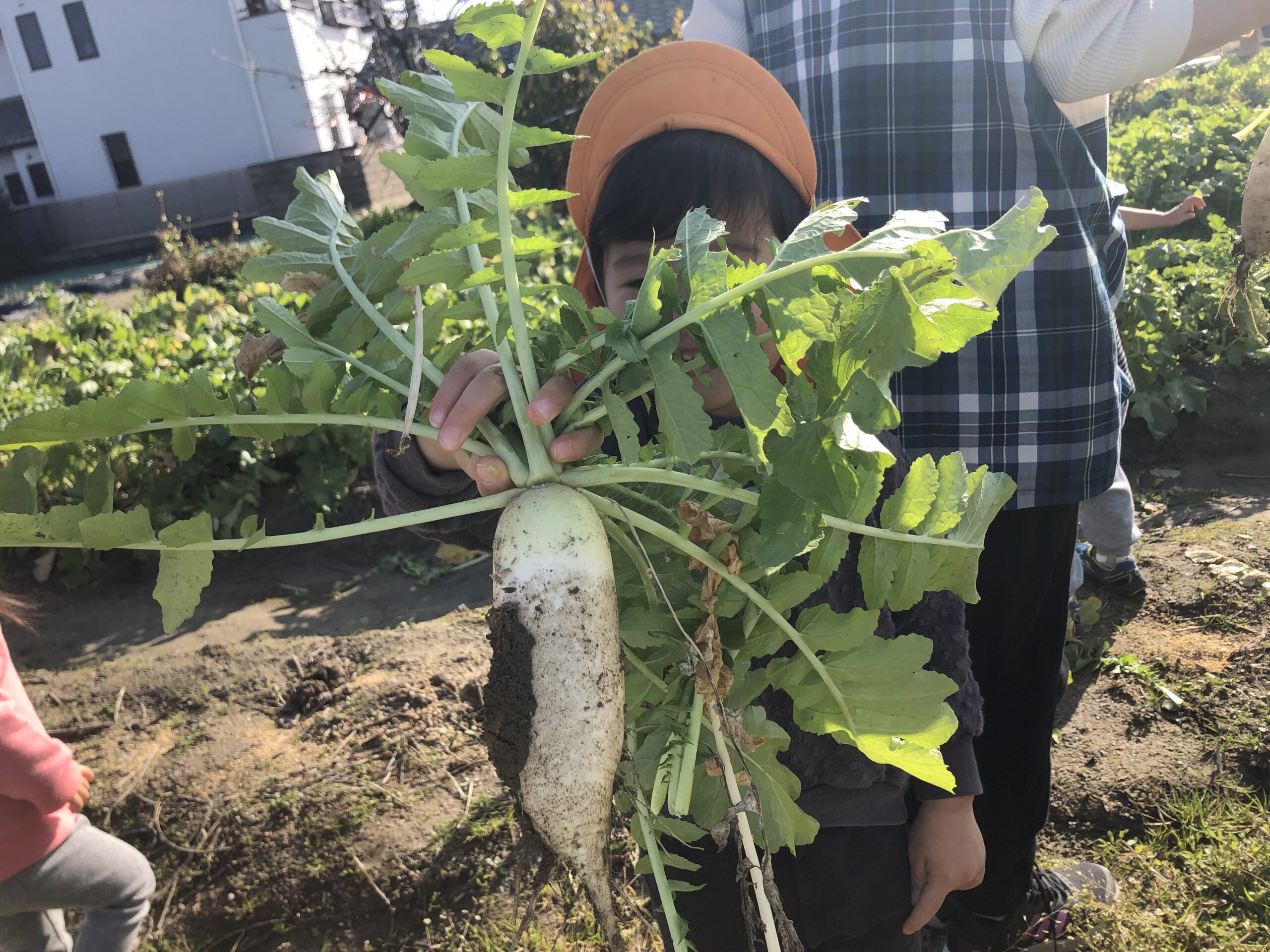 地域の方の畑で大根を収穫させて頂きました 保育所すいれん 保育所かりん