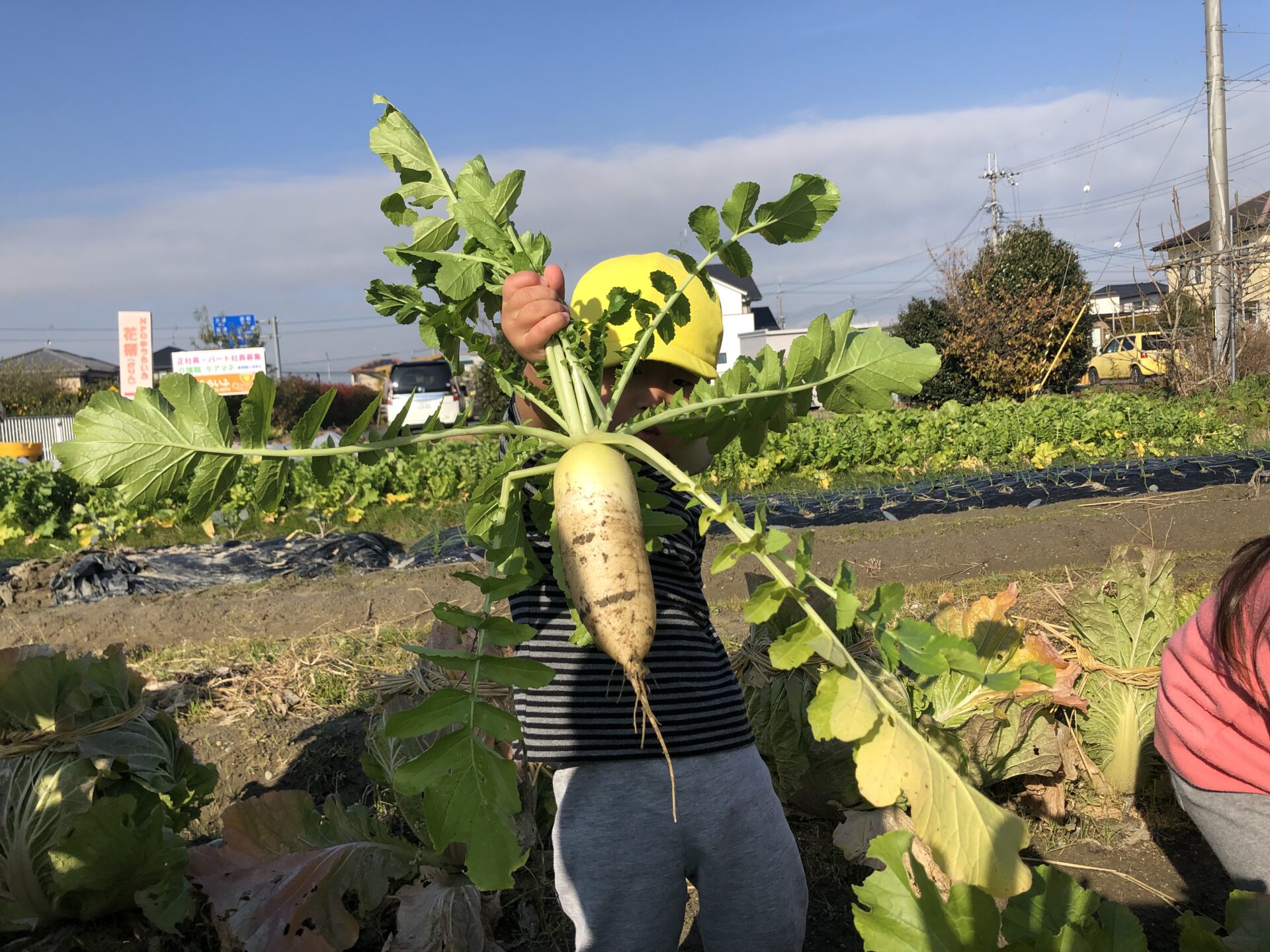 地域の方の畑で大根を収穫させて頂きました。