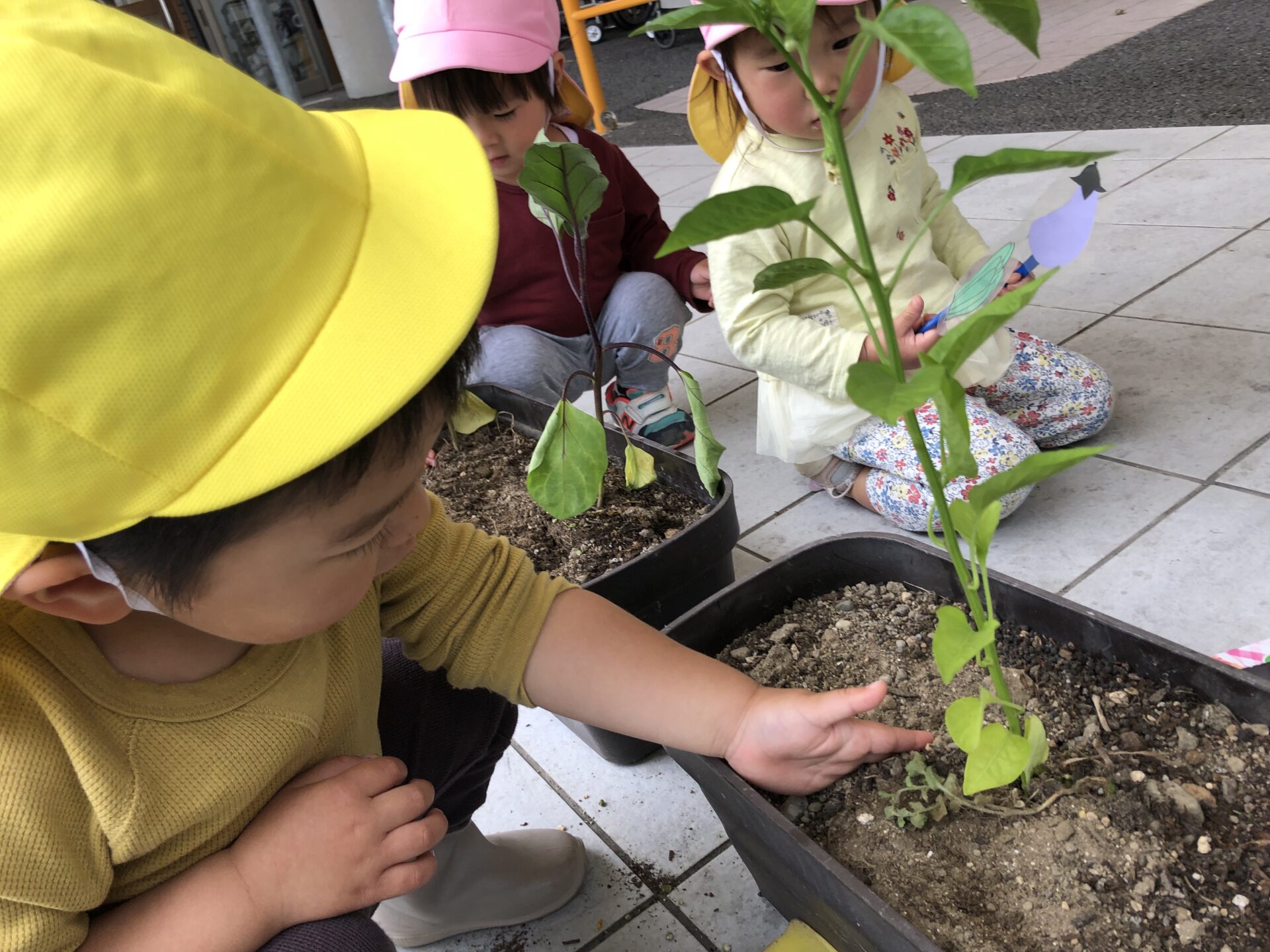 5月の様子　②　夏野菜植え