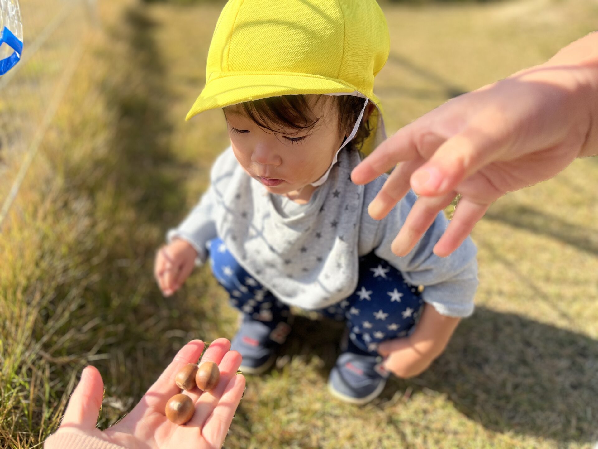 11月の様子　どんぐり